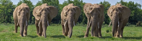 Image of 5 elephants illustrating 5 big benefits of inbound marketing
